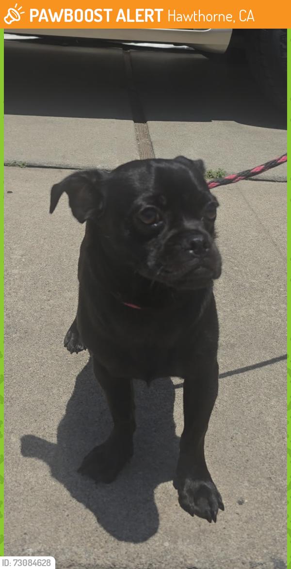 Found/Stray Male Dog last seen W El Segundo Blvd and Yukon Ave, Hawthorne, CA 90250