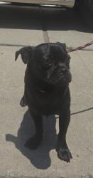 Found/Stray Male Dog last seen W El Segundo Blvd and Yukon Ave, Hawthorne, CA 90250