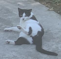 Reunited Male Cat last seen Mars St. and Astro Ct., Raleigh, NC 27604