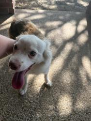 Found/Stray Male Dog last seen Waco, Waco, TX 76702