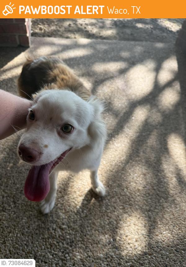 Found/Stray Male Dog last seen Waco, Waco, TX 76702