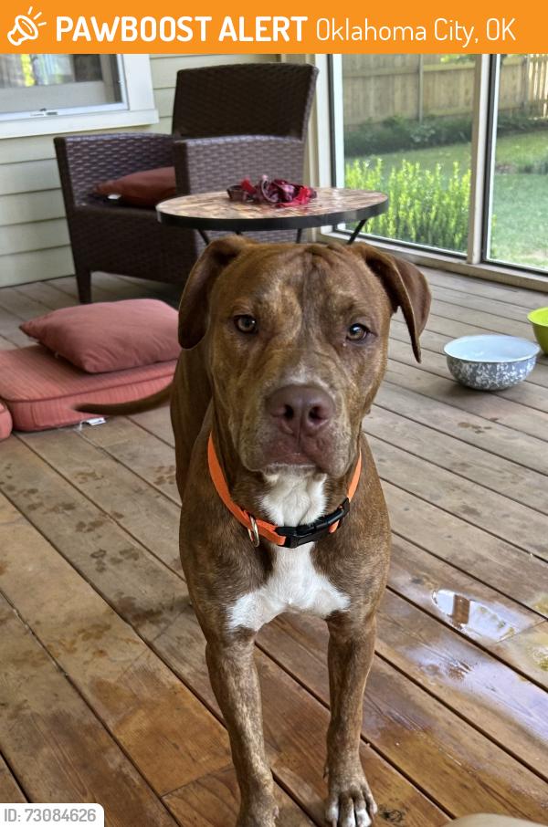 Found/Stray Male Dog last seen N Brookline Ave and 50th St past the target, Oklahoma City, OK 73112