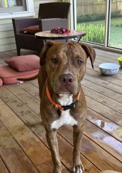 Found/Stray Male Dog last seen N Brookline Ave and 50th St past the target, Oklahoma City, OK 73112