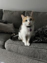 Reunited Female Cat last seen Reserve At Barry apmts, Kansas City, MO 64150