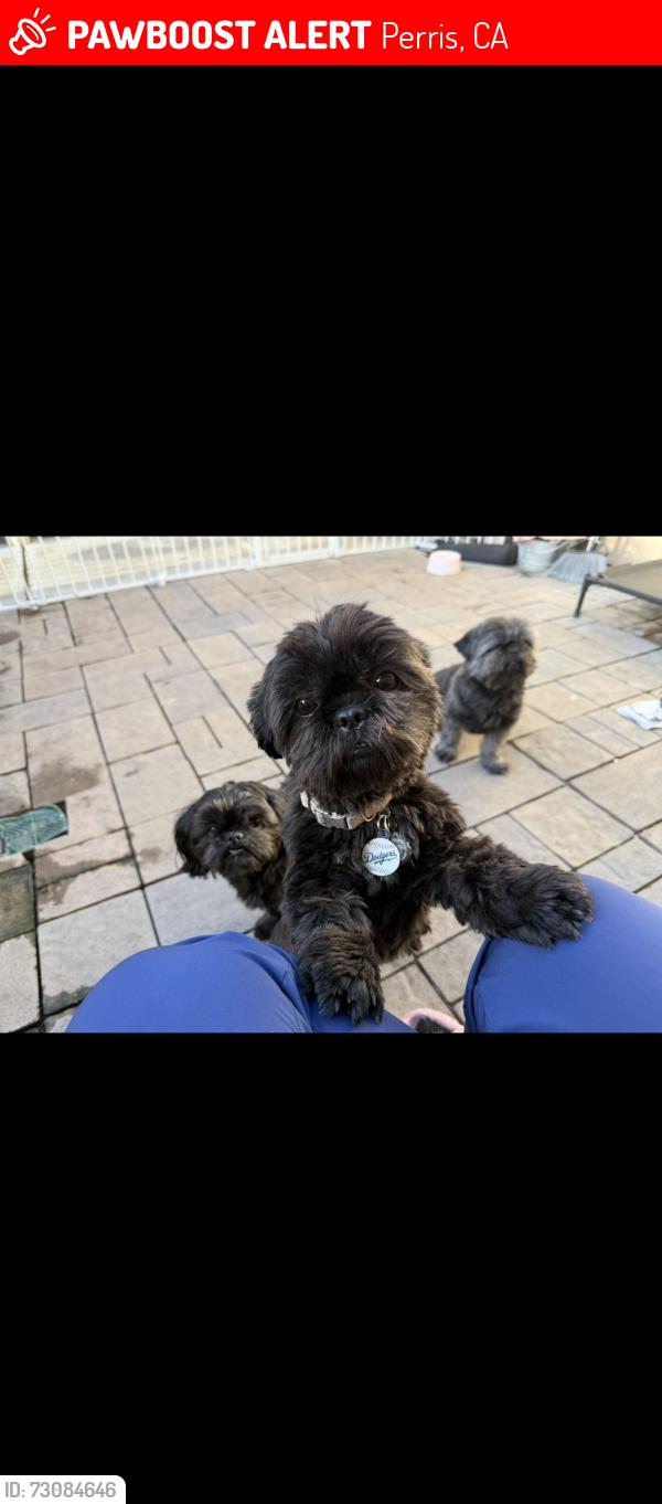 Lost Male Dog last seen Goetz and monument pkwy, Perris, CA 92570