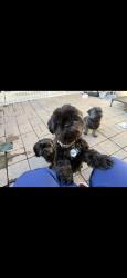 Lost Male Dog last seen Goetz and monument pkwy, Perris, CA 92570