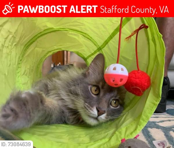 Lost Male Cat last seen Northampton stafford , Stafford County, VA 22554