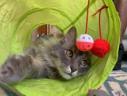 Lost Male Cat last seen Northampton stafford , Stafford County, VA 22554