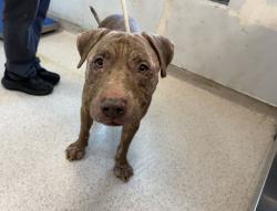 Shelter Stray Male Dog last seen Apt 12B,705 Gerard Crescent, BRONX, NY, 10451, 326 E 110th St, New York, NY 10029, USA