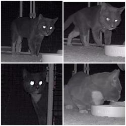 Found/Stray Unknown Cat last seen Calle Sonora and Eisenhower Drive, La Quinta, CA 92253