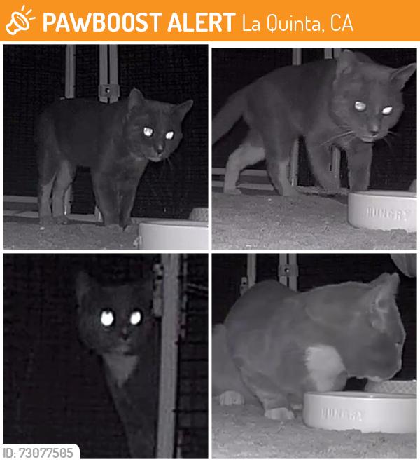 Found/Stray Unknown Cat last seen Calle Sonora and Eisenhower Drive, La Quinta, CA 92253