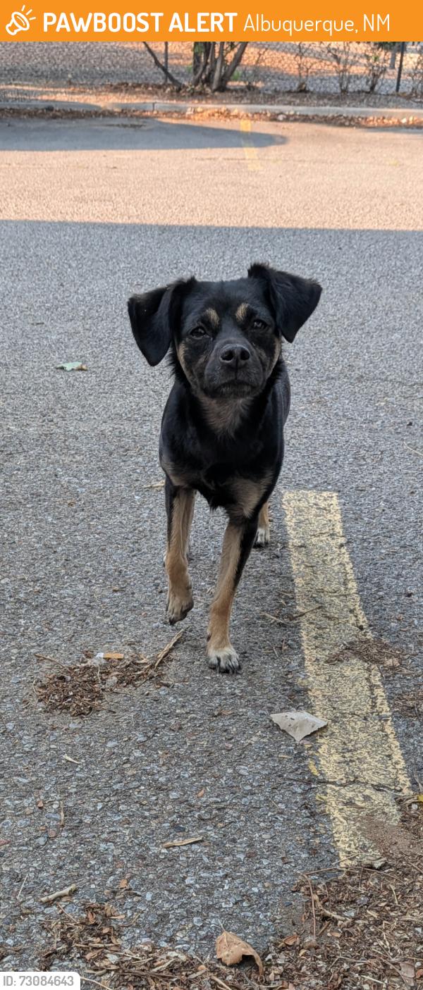 Found/Stray Female Dog last seen Hispanic cultural center, Albuquerque, NM 87102