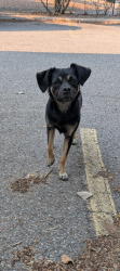 Found/Stray Female Dog last seen Hispanic cultural center, Albuquerque, NM 87102