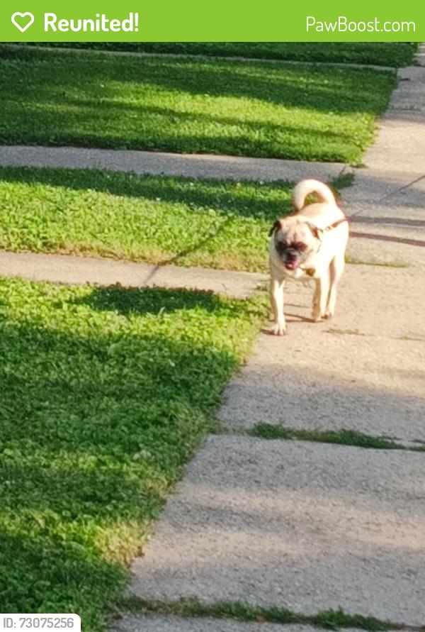 Reunited Female Dog last seen Spaulding and Kedzie , Chicago, IL 60632