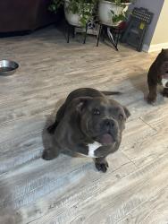 Lost Female Dog last seen Mayfield subdivision, Fredericksburg, VA 22401