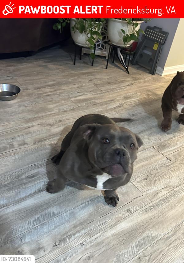 Lost Female Dog last seen Mayfield subdivision, Fredericksburg, VA 22401
