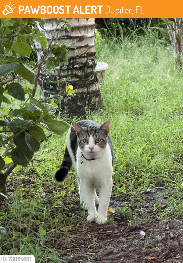 Found/Stray Unknown Cat last seen Center St. and Thelma Ave, Jupiter, FL 33458
