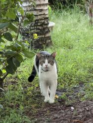 Found/Stray Unknown Cat last seen Center St. and Thelma Ave, Jupiter, FL 33458