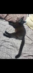 Reunited Male Cat last seen Glenway and Casa Loma behind McDonald's , Cincinnati, OH 45238