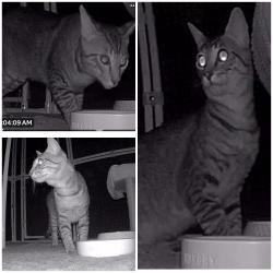 Found/Stray Unknown Cat last seen Calle Sonora and Eisenhower Drive, La Quinta, CA 92253