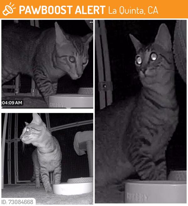 Found/Stray Unknown Cat last seen Calle Sonora and Eisenhower Drive, La Quinta, CA 92253
