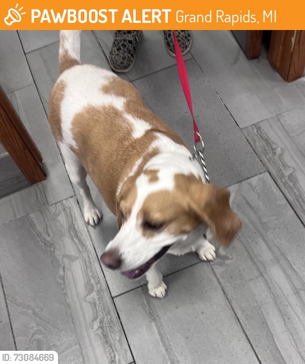 Found/Stray Female Dog last seen Kalamazoo and 28th Street, Grand Rapids, MI 49507
