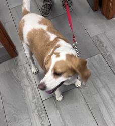 Found/Stray Female Dog last seen Kalamazoo and 28th Street, Grand Rapids, MI 49507