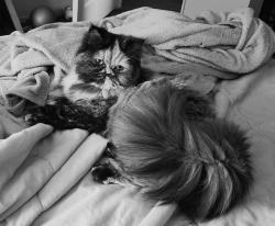 Lost Female Cat last seen Leybourne Drive and Davidson Road, Hilliard, OH 43026