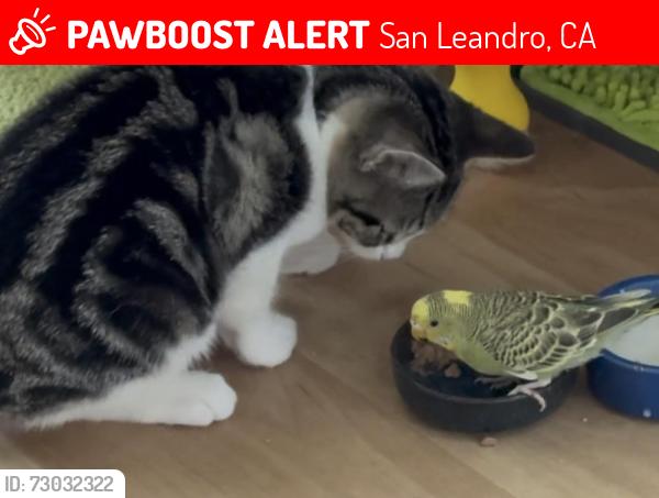 Lost Female Bird last seen San Jose and San Rafael in San Leandro, San Leandro, CA 94577