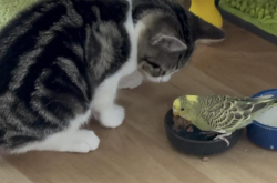 Lost Female Bird last seen San Jose and San Rafael, San Leandro, CA 94577