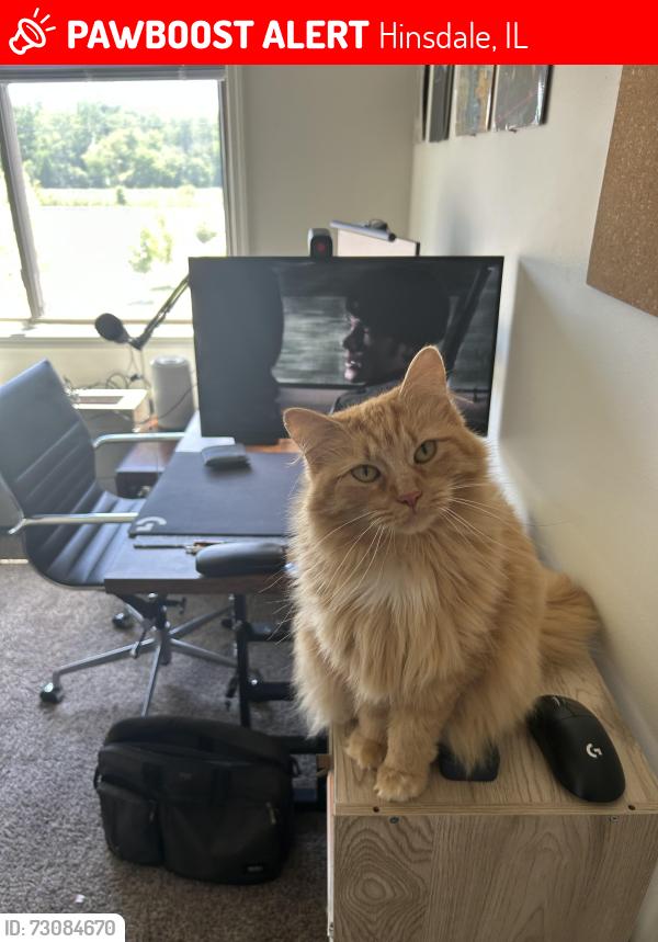 Lost Female Cat last seen Hickory and Garfield, Hinsdale, IL 60521