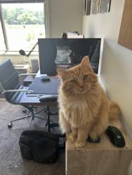 Lost Female Cat last seen Hickory and Garfield, Hinsdale, IL 60521