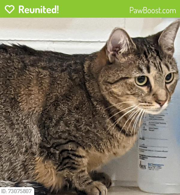 Reunited Female Cat last seen 115th Ave and 228th St, Queens, NY 11411