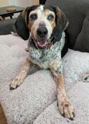 Reunited Unknown Dog last seen Peacehaven/Braehill, Winston-Salem, NC 27104