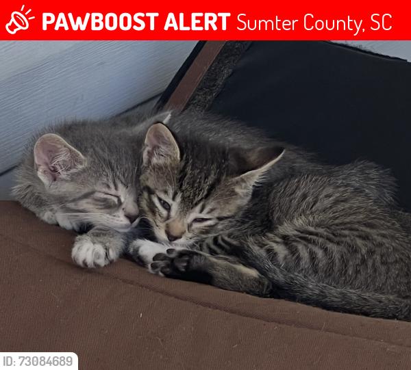 Lost Unknown Cat last seen Britton road and Hwy 521, Sumter County, SC 29153