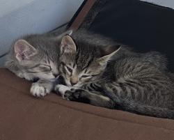 Lost Unknown Cat last seen Britton road and Hwy 521, Sumter County, SC 29153