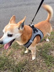Reunited Male Dog last seen Ne122nd Ave, Vancouver, WA 98682