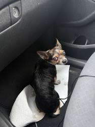Found/Stray Female Dog last seen Walmart florida city/home depot, Homestead, FL 33030
