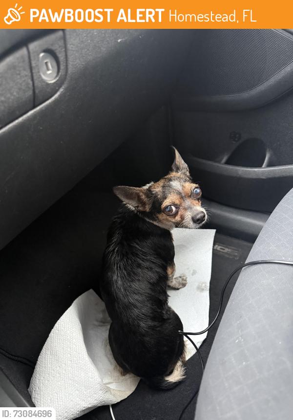 Found/Stray Female Dog last seen Walmart florida city/home depot, Homestead, FL 33030