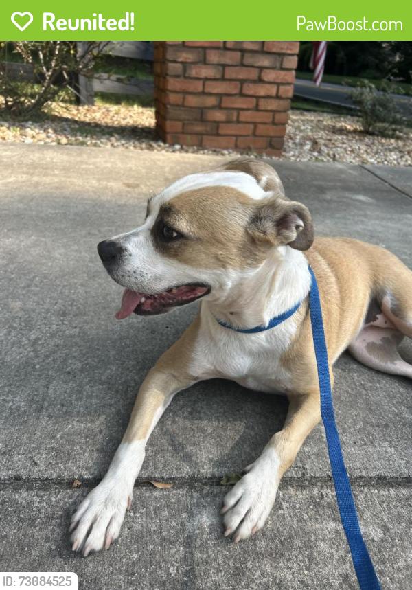 Reunited Female Dog last seen Near Birmingham Hwy, Alpharetta, GA 30004, USA, Alpharetta, GA 30004