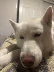 Found/Stray Male Dog last seen Cowabunga canyon, Las Vegas, NV 89148