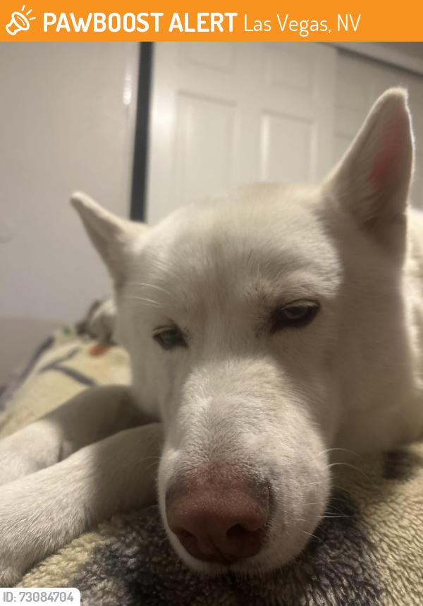 Found/Stray Male Dog last seen Cowabunga canyon, Las Vegas, NV 89148