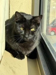 Reunited Female Cat last seen Near Barbadense ct , Richmond, TX 77469