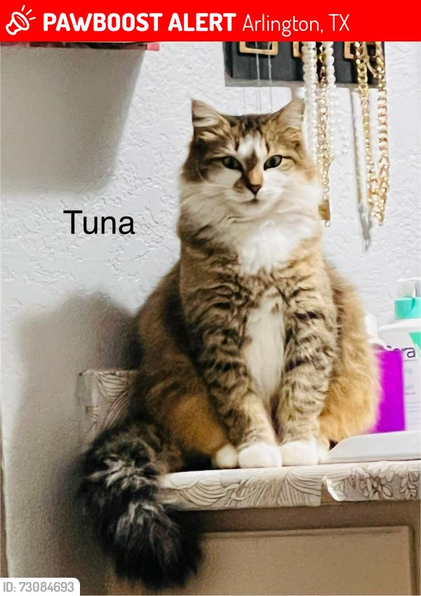 Lost Female Cat last seen Joyce Street and Meadowbrook Park Golf Course, Arlington, TX 76010