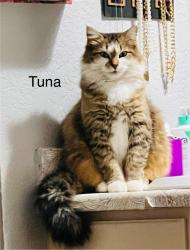 Lost Female Cat last seen Joyce Street and Meadowbrook Park Golf Course, Arlington, TX 76010