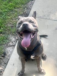 Found/Stray Male Dog last seen 71st and 193rd, Broken Arrow, OK 74012
