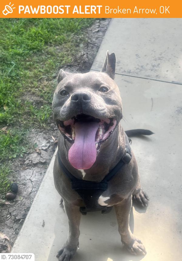 Found/Stray Male Dog last seen 71st and 193rd, Broken Arrow, OK 74012
