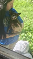 Found/Stray Female Dog last seen Blanchard county line rd, Blanchard, OK 73010