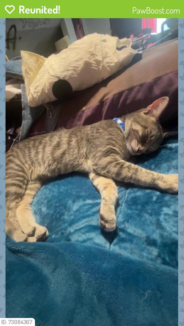 Reunited Male Cat last seen 108-37 164th St, Jamaica, NY 11433, USA, Queens, NY 11433
