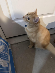 Reunited Male Cat last seen Lake Conroe Village, Willis, TX 77318